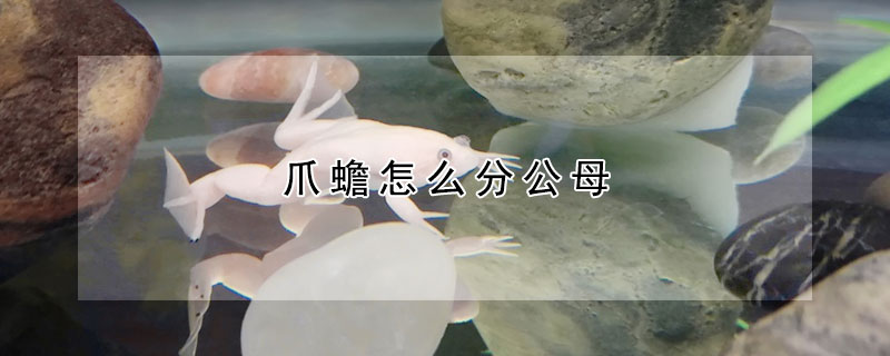 爪蟾怎麼分公母