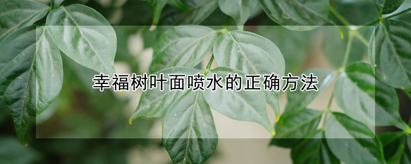 幸福樹葉麵噴水的正確方法