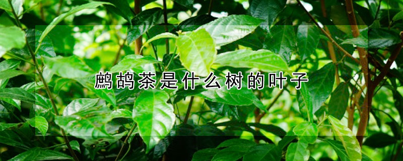 鷓鴣茶是什麼樹的葉子