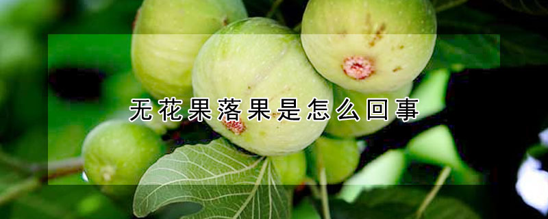 無花果落果是怎麼回事