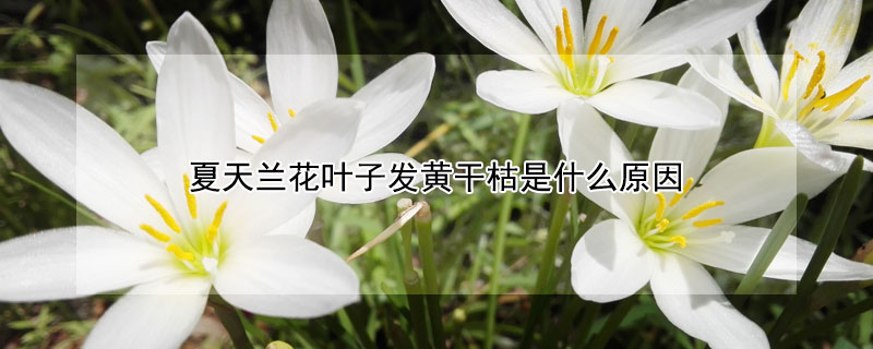 夏天蘭花葉子發黃幹枯是什麼原因
