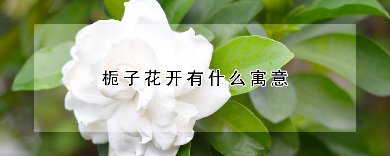 梔子花開有什麼寓意