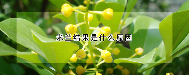 米蘭結果是什麼原因