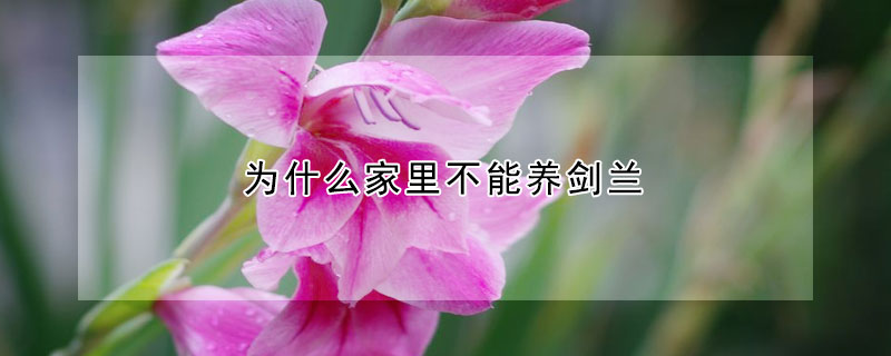 為什麼家裏不能養劍蘭