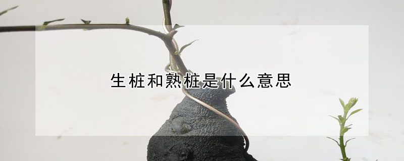 生樁和熟樁是什麼意思