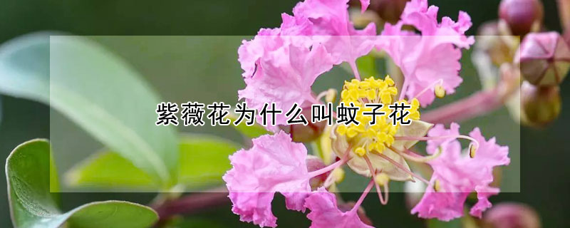 紫薇花為什麼叫蚊子花