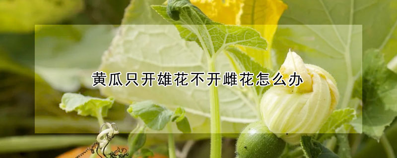 黃瓜隻開雄花不開雌花怎麼辦