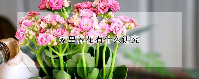 家裏養花有什麼講究