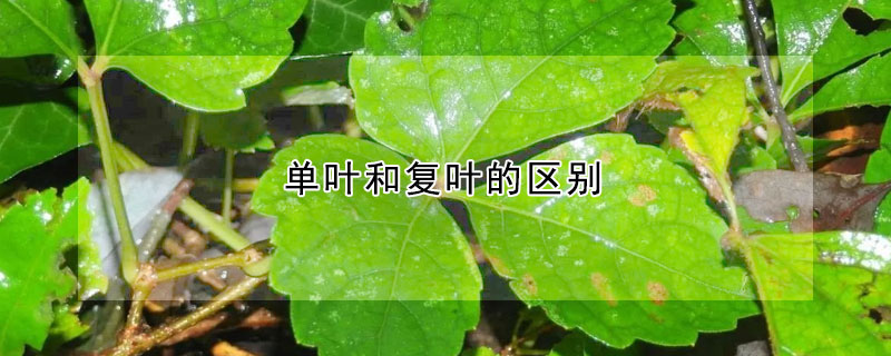 單葉和複葉的區別