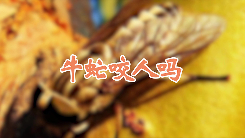 牛虻咬人嗎