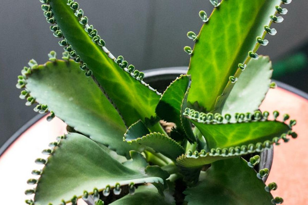 室內栽什麼植物最好 適合室內養的植物