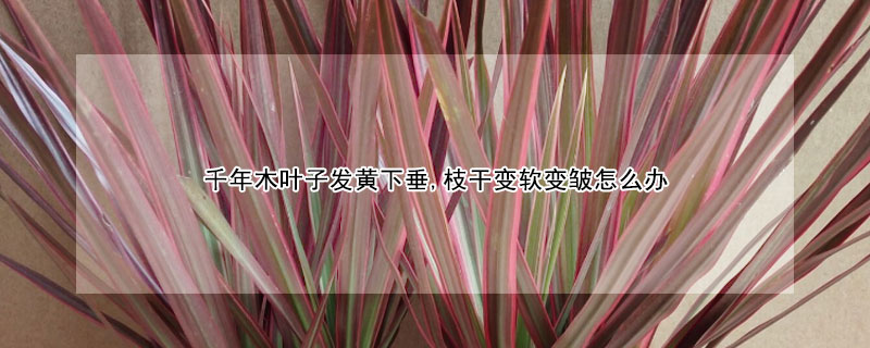 千年木葉子發黃下垂,枝幹變軟變皺怎麼辦