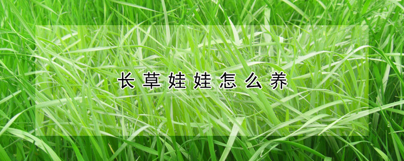長草娃娃怎麼養
