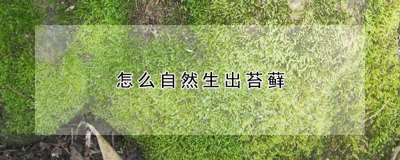 怎麼自然生出苔蘚