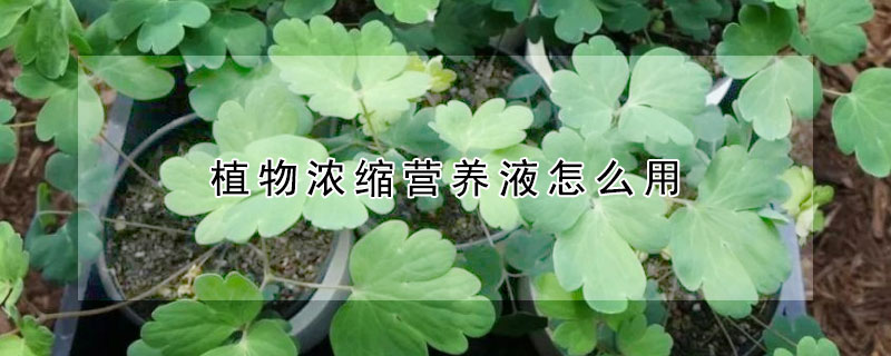 植物濃縮營養液怎麼用