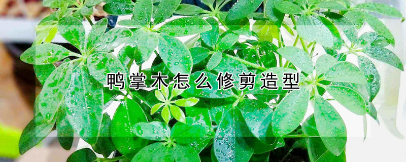 鴨掌木怎麼修剪造型