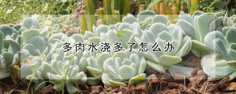 多肉水澆多了怎麼辦