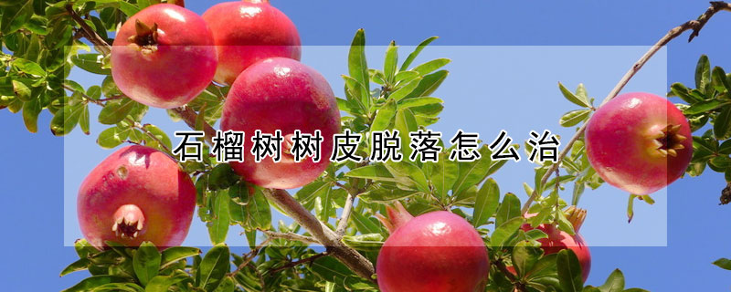 石榴樹樹皮脫落怎麼治