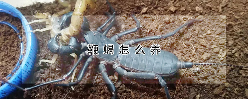 鞭蠍怎麼養