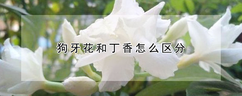 狗牙花和丁香怎麼區分