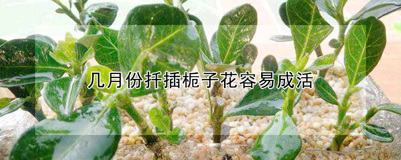 幾月份扡插梔子花容易成活