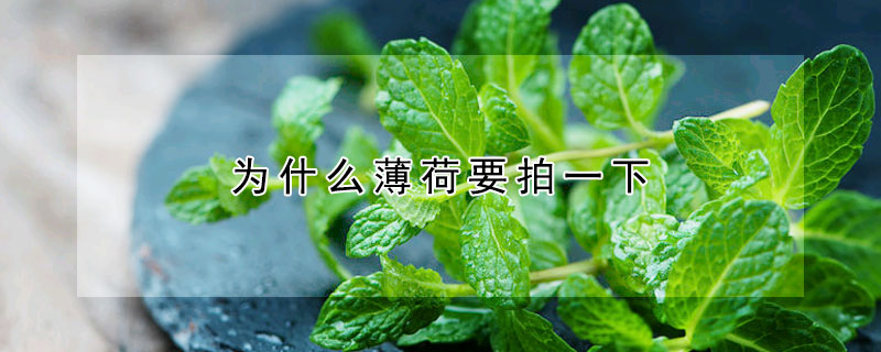 為什麼薄荷要拍一下