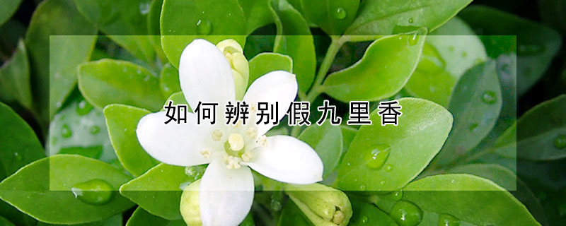 如何辨別假九裏香