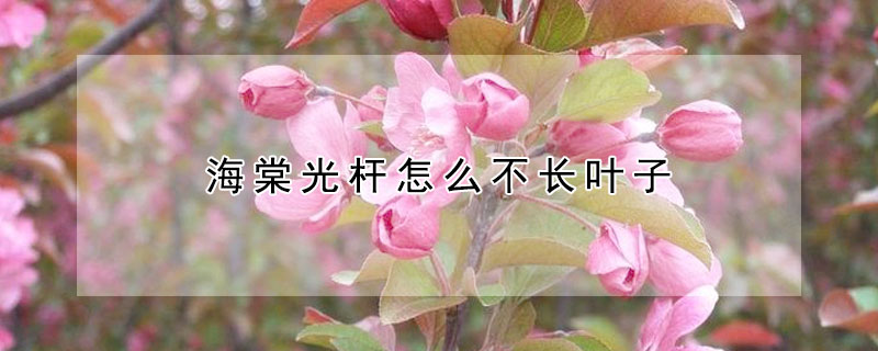 海棠光杆怎麼不長葉子