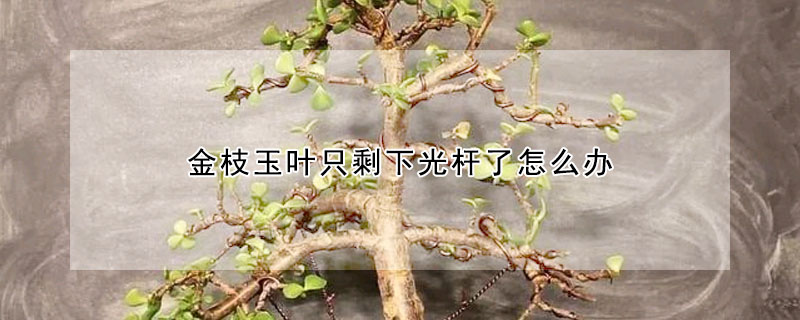 金枝玉葉隻剩下光杆了怎麼辦