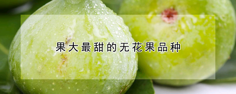 果大最甜的無花果品種