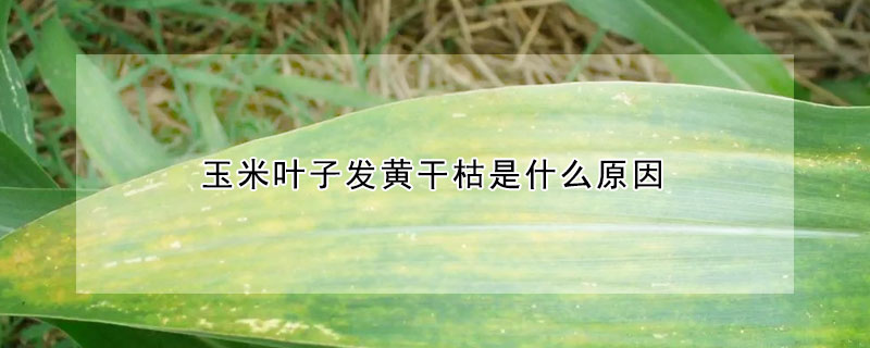 玉米葉子發黃幹枯是什麼原因