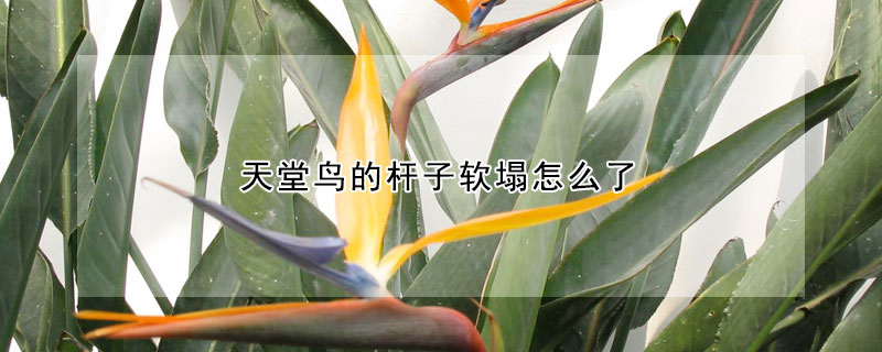 天堂鳥的杆子軟塌怎麼了