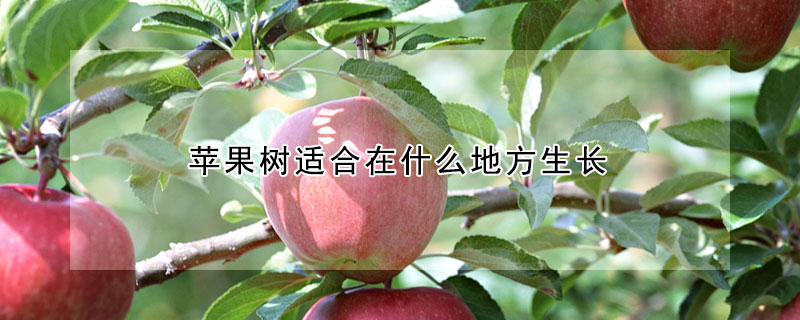 蘋果樹適合在什麼地方生長