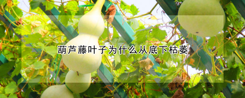 葫蘆藤葉子為什麼從底下枯萎