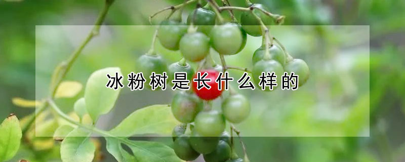 冰粉樹是長什麼樣的