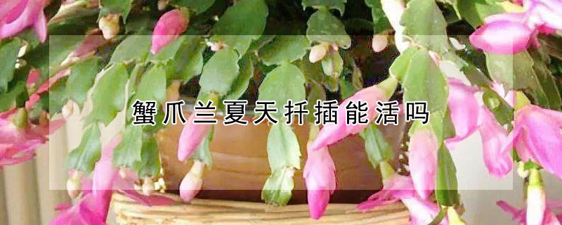 蟹爪蘭夏天扡插能活嗎