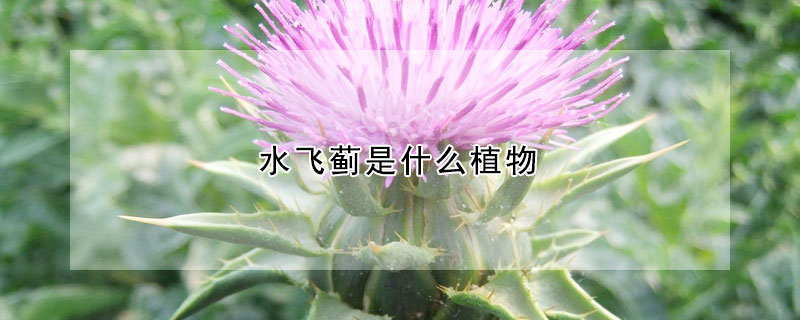 水飛薊是什麼植物