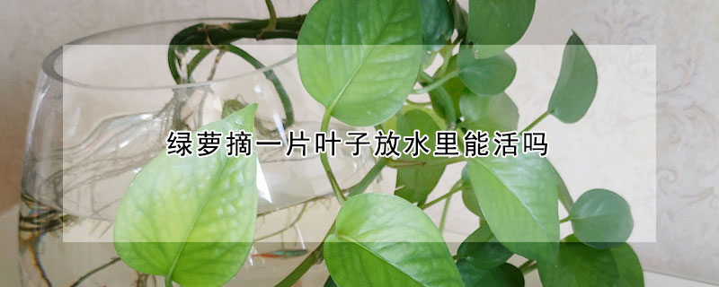 綠蘿摘一片葉子放水裏能活嗎