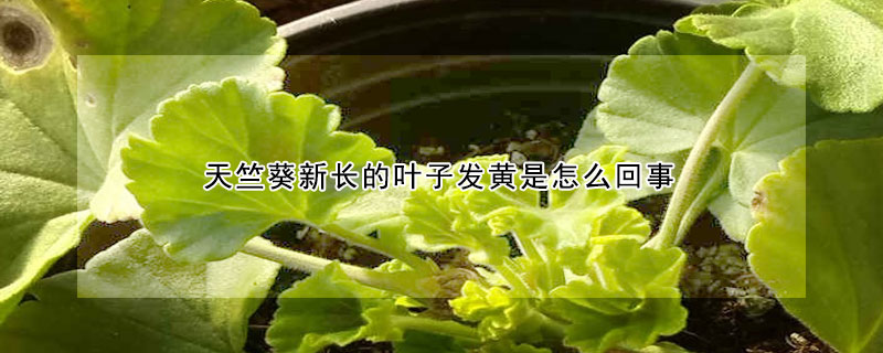 天竺葵新長的葉子發黃是怎麼回事