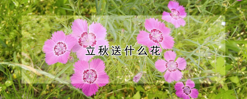 立秋送什麼花