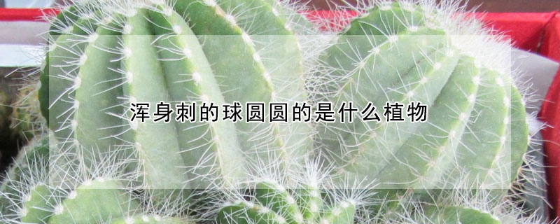渾身刺的球圓圓的是什麼植物