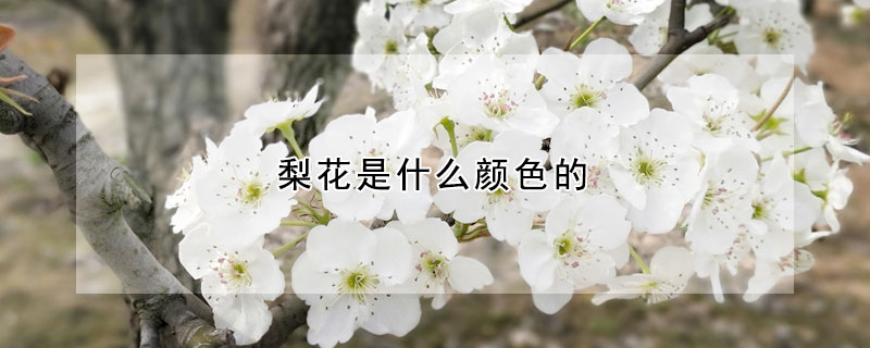 梨花是什麼顏色的