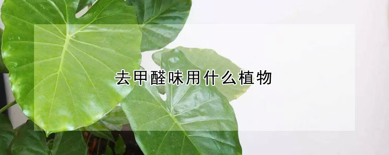 去甲醛味用什麼植物