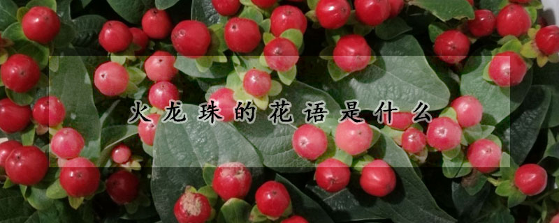 火龍珠的花語是什麼