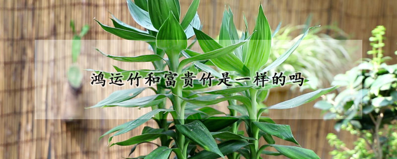 鴻運竹和富貴竹是一樣的嗎