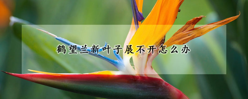 鶴望蘭新葉子展不開怎麼辦