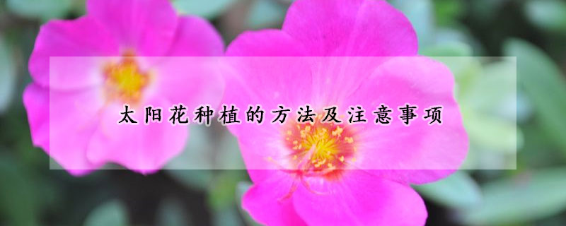 太陽花種植的方法及注意事項