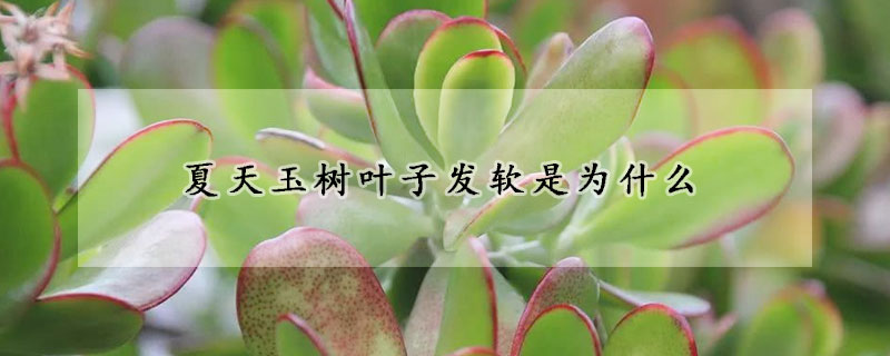 夏天玉樹葉子發軟是為什麼