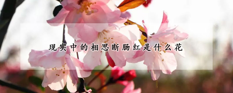 現實中的相思斷腸紅是什麼花