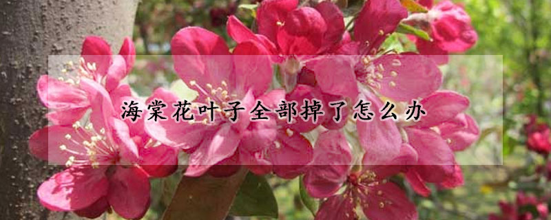 海棠花葉子全部掉了怎麼辦